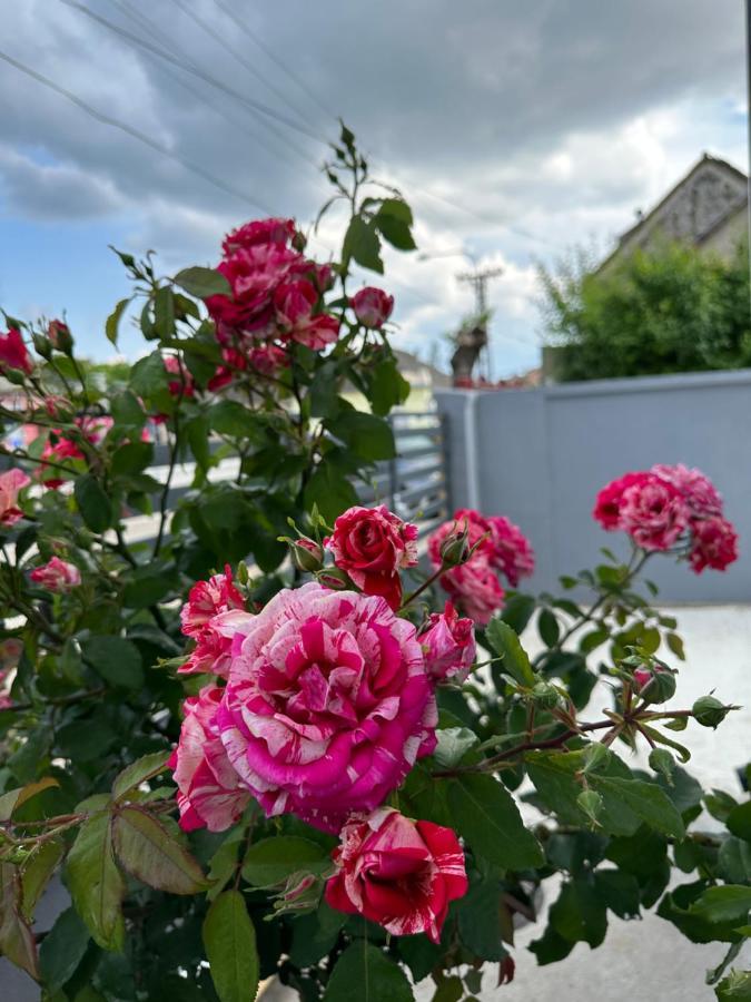 Apartman Maja Srbobran Esterno foto